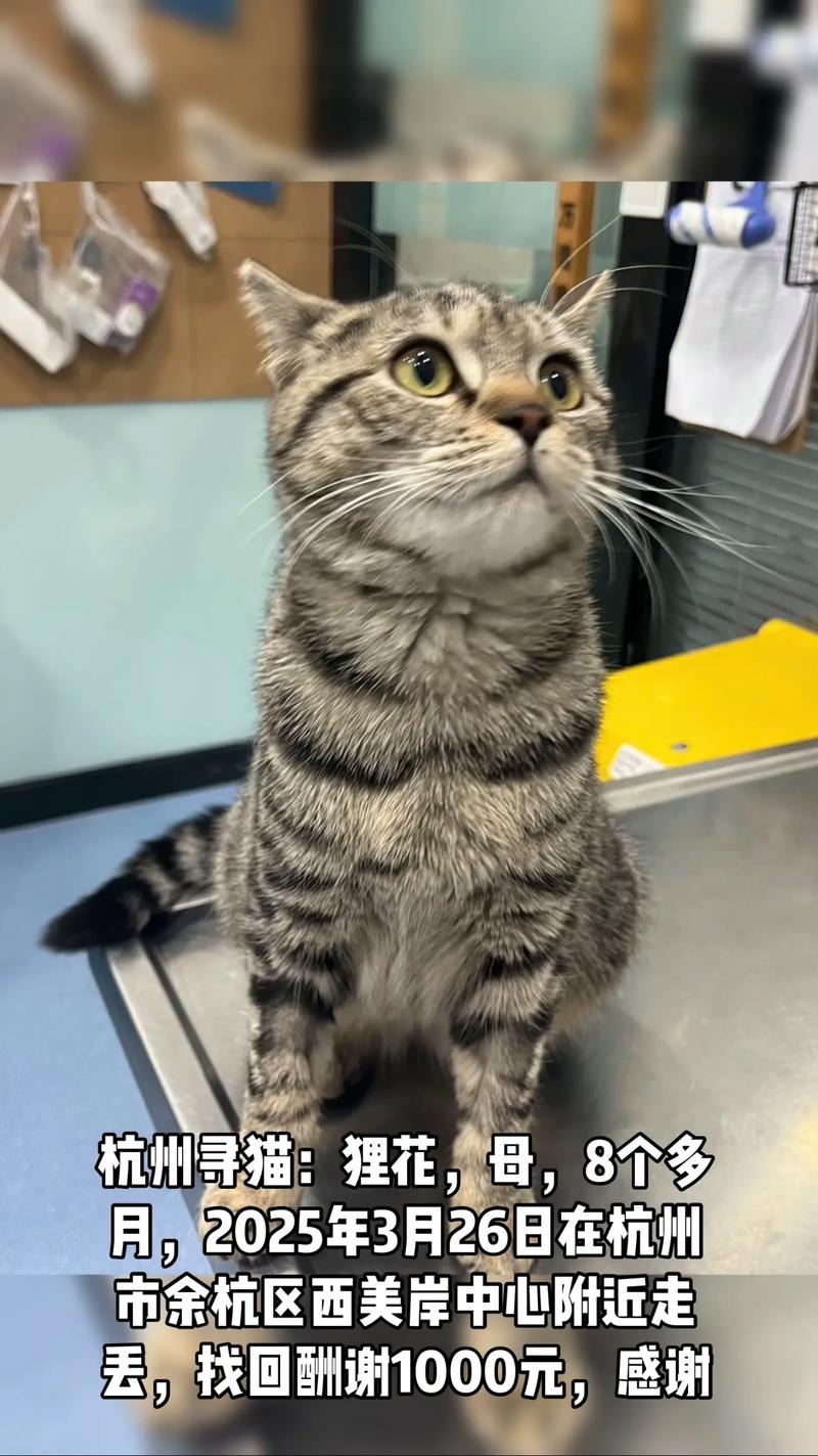 猫能长到几个月不长了