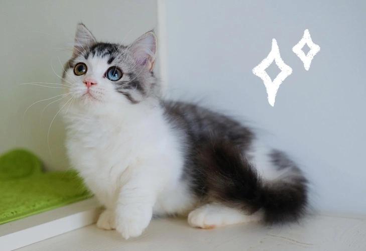 猫咪长到什么时候就不长了