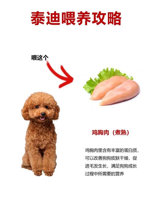 泰迪狗狗吃什么可以长肉