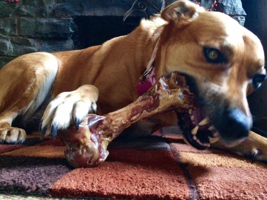 狗狗吃什么能令到骨架粗壮一点?