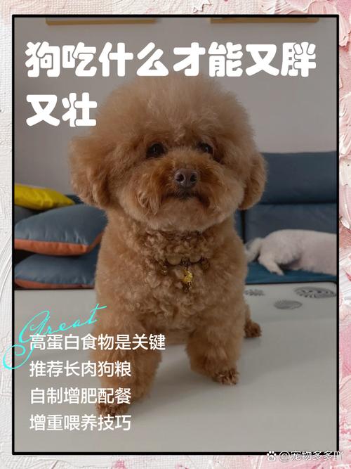 狗狗吃什么容易长肉