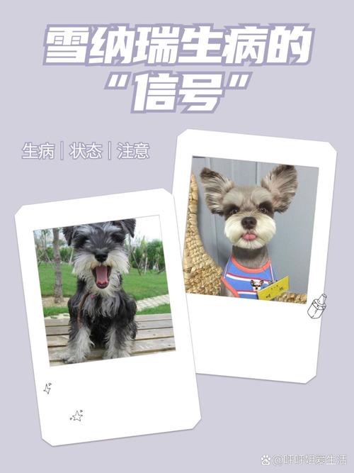 夏天狗狗一直发抖是什么原因造成的