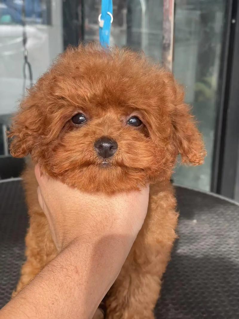 博美幼犬能吃水果么(博美多大可以吃水果)