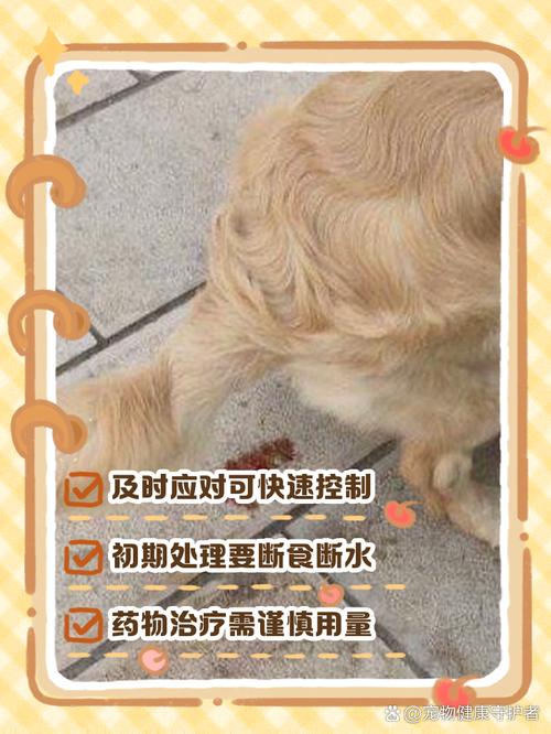 狗肠炎拉血治疗办法