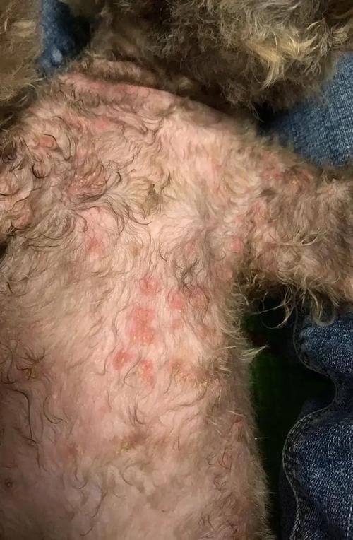 金毛狗狗的皮肤病要如何处理