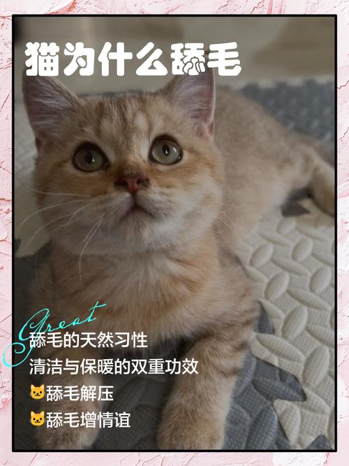 如何看待猫咪趴在主人身上舔毛的行为?