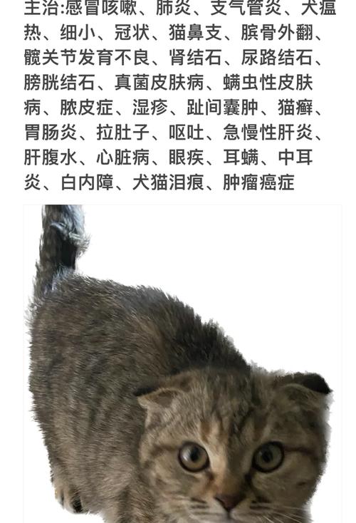 猫咪突然不喝水