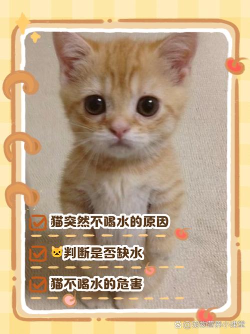 我家猫为啥突然不喝水了