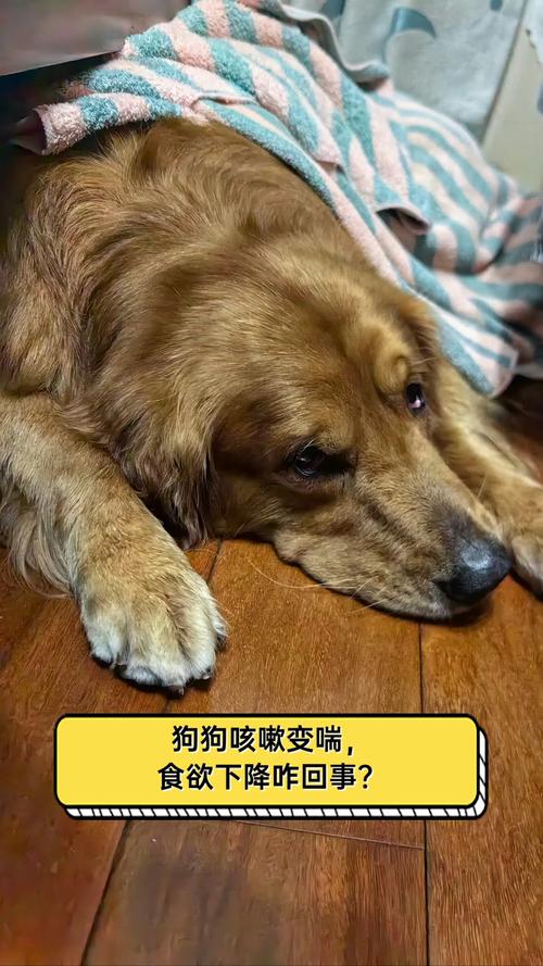 狗狗咳嗽半年多了一直不好