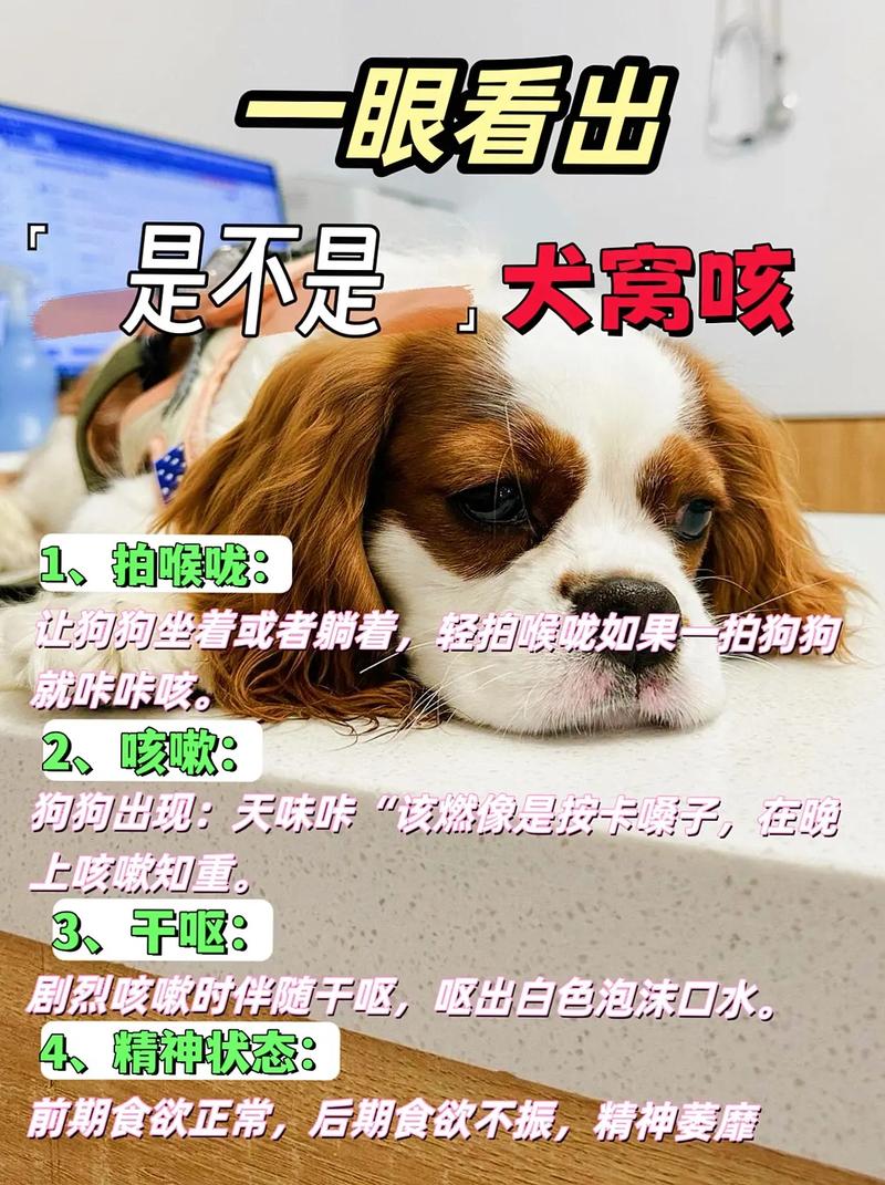 狗狗老是咳嗽卡卡要吐还吐不出来怎么办