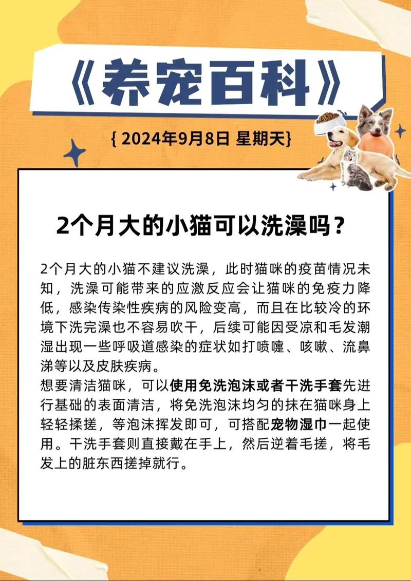 新手养猫洗澡,注意事项,让猫咪乖乖洗澡