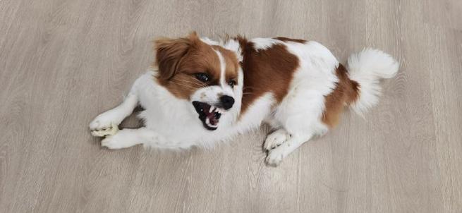 狗狗可以吃年糕吗