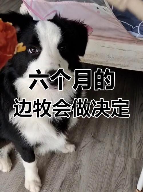 柯基能听懂主人的话吗?