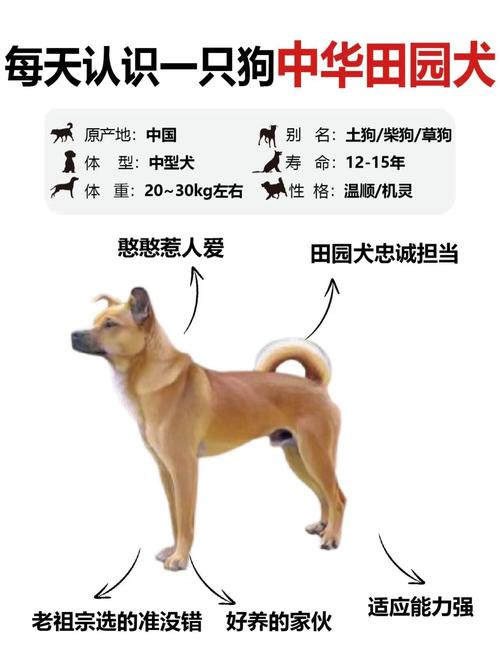 金毛几个月能听懂人说话