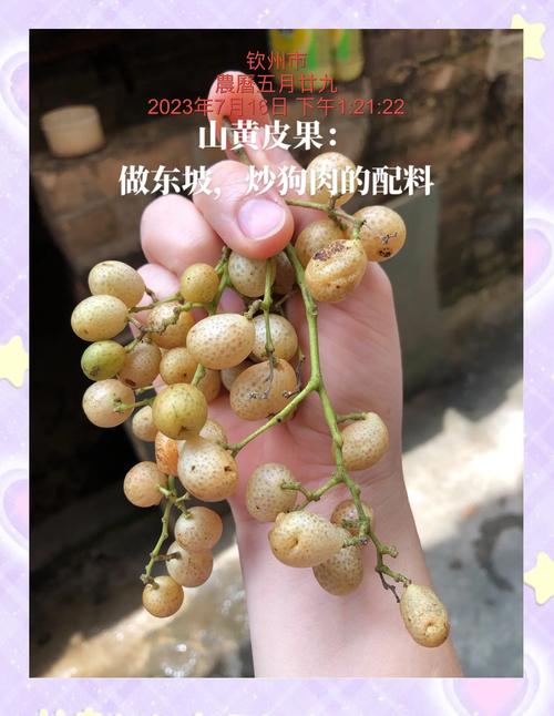 狗可以吃黄皮果吗