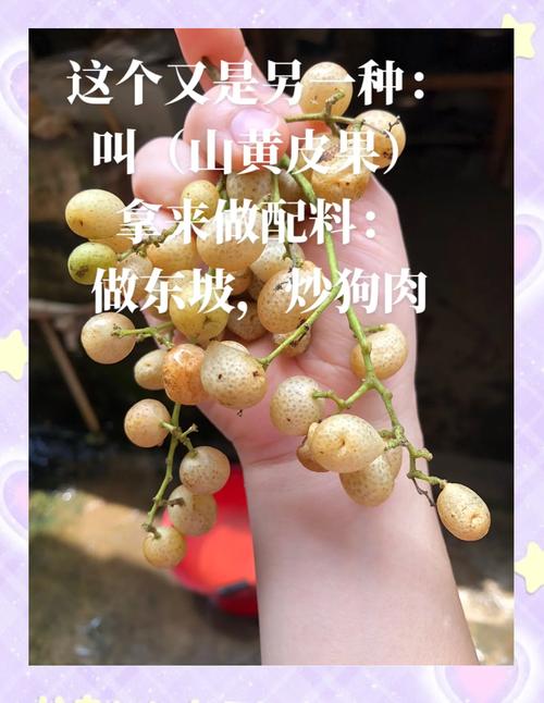 狗狗能吃黄皮果吗