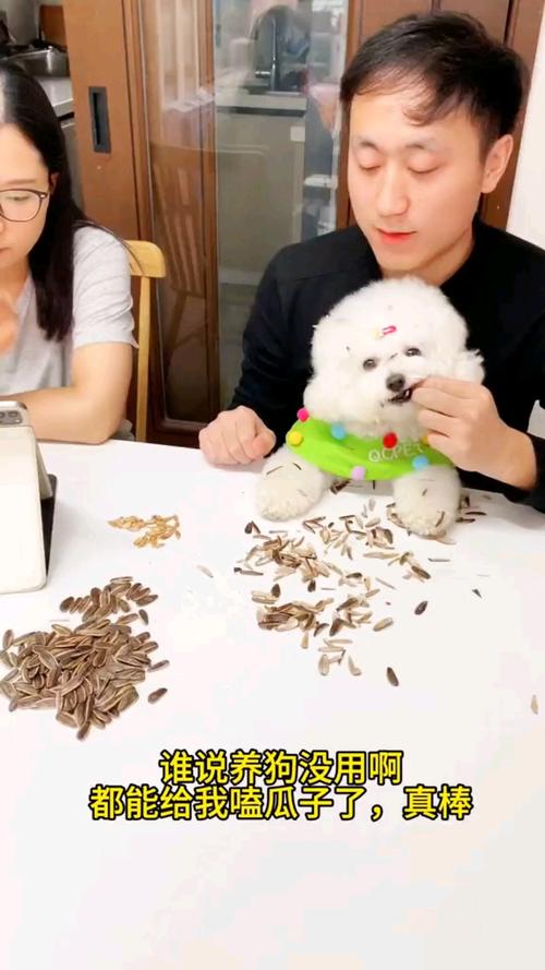 狗狗可以吃瓜子吗