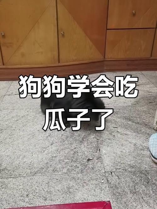 狗狗为什么会吃瓜子