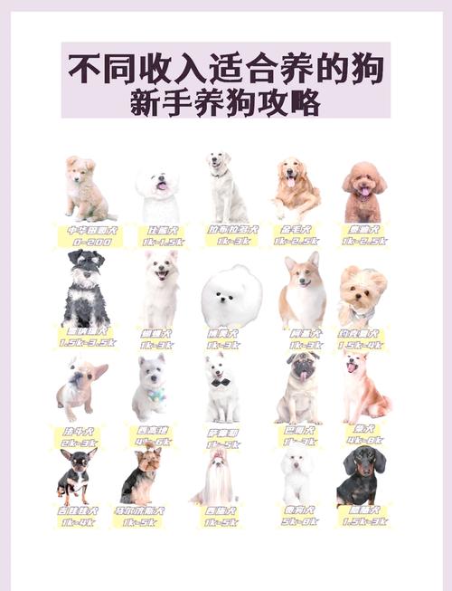 新手养狗必备攻略,有这一篇就够了!