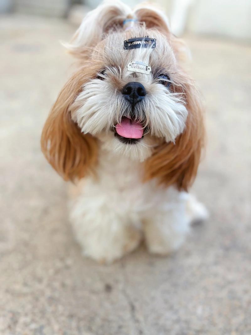 狗狗没有安全感的表现