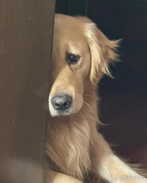 狗狗没安全感总黏着人该怎么办?