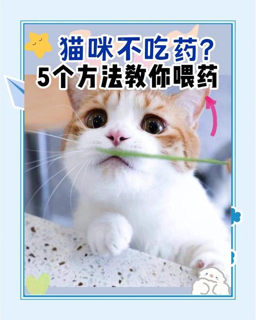 怎么让猫咪吃药