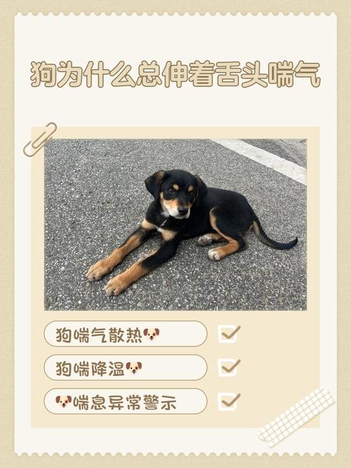 狗来月经一直伸舌头喘气急促为什么