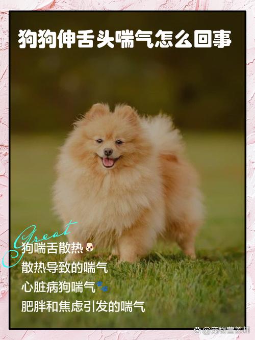 我家狗狗生完小狗后老伸舌头和喘气快是怎么回事呀!