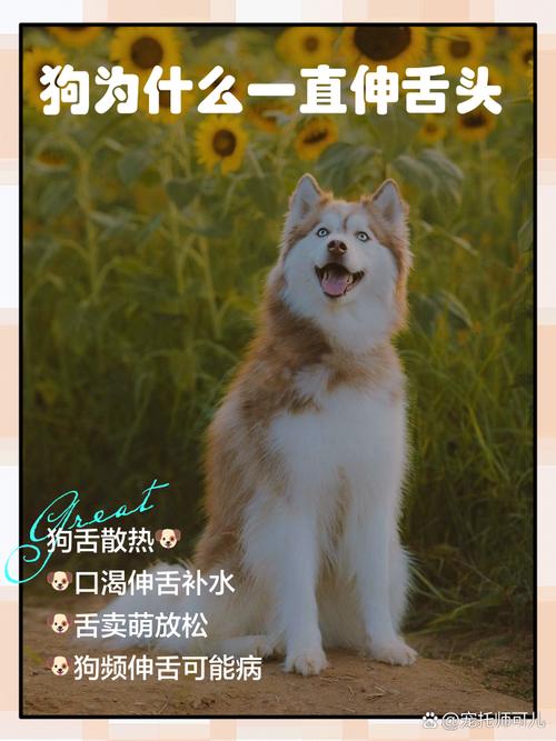 狗狗不热但是一直吐舌头是怎么回事