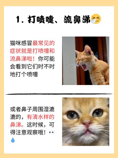 怎么判断猫咪是否感冒?