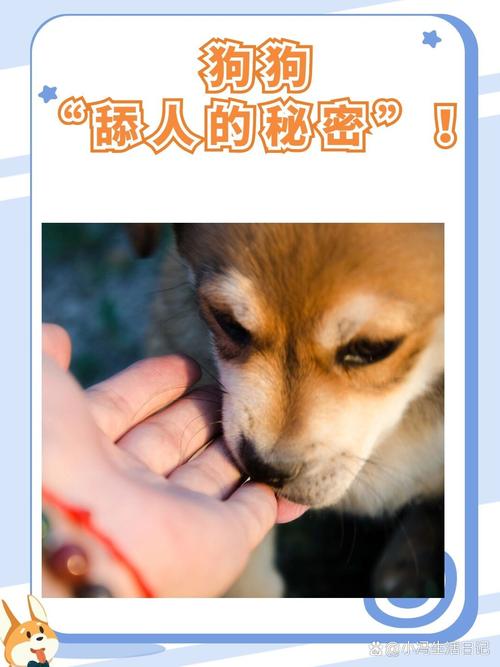 狗狗“舔人的秘密”!