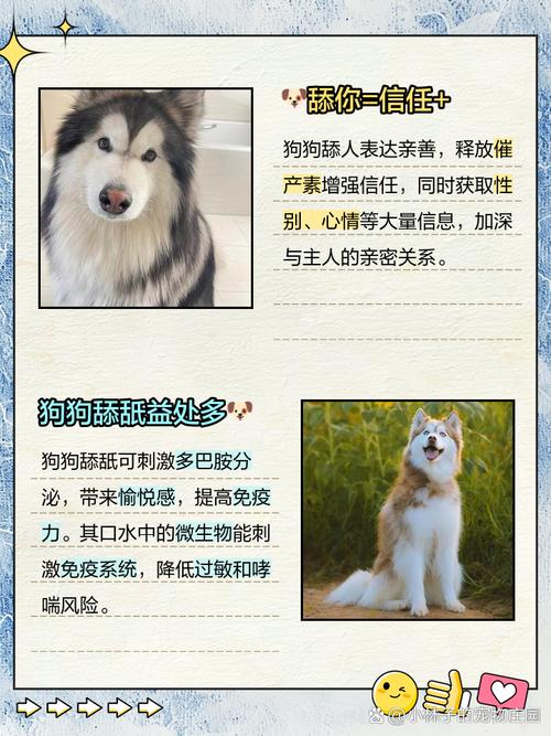 狗狗为什么喜欢舔人?