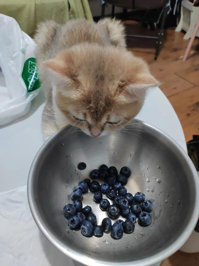 猫咪能吃&不能吃的食物速查表