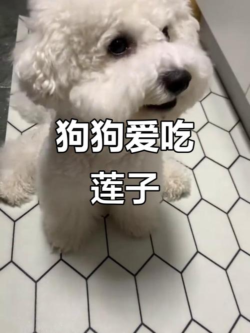 狗狗能不能吃莲子