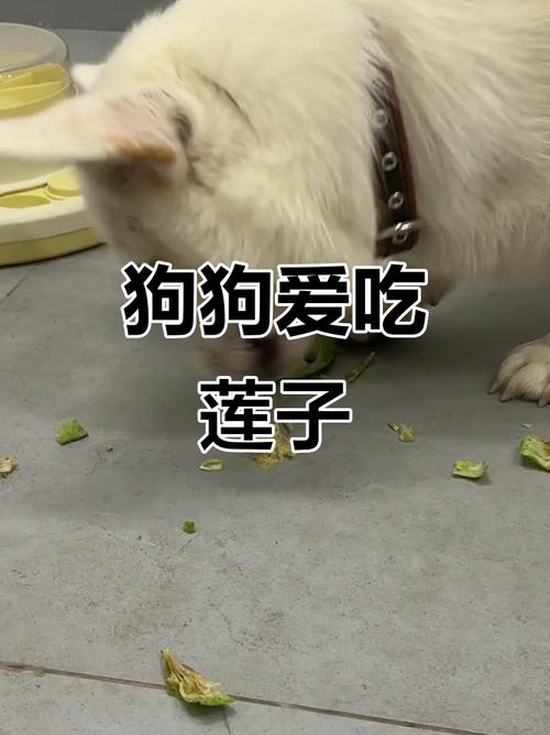 泰迪狗狗可以吃莲子吗