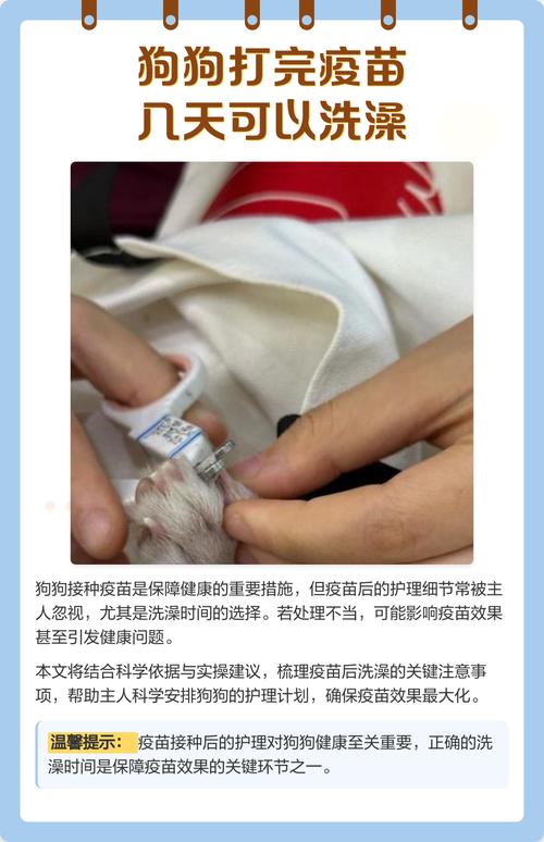 狗狗可以洗完澡再打狂犬疫苗吗?