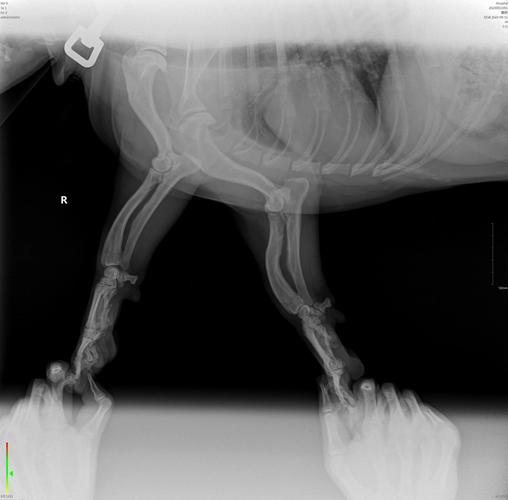 狗狗腿瘸了,想给它拍个片子看看有没有问题,想问一下拍个片子大概费用是...