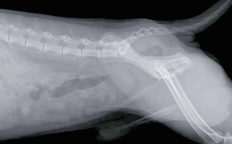 狗狗拍个片子要多少钱?