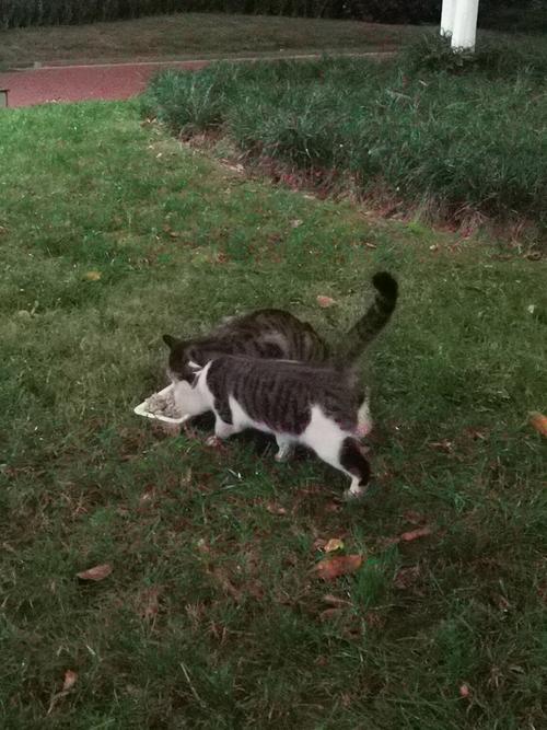 猫吃饭吗