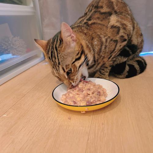 如何让猫咪不挑食,吃自制猫饭?求食谱推荐