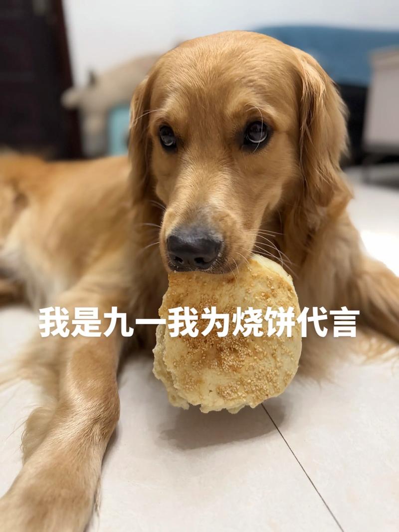 狗狗可以吃饼干吗?