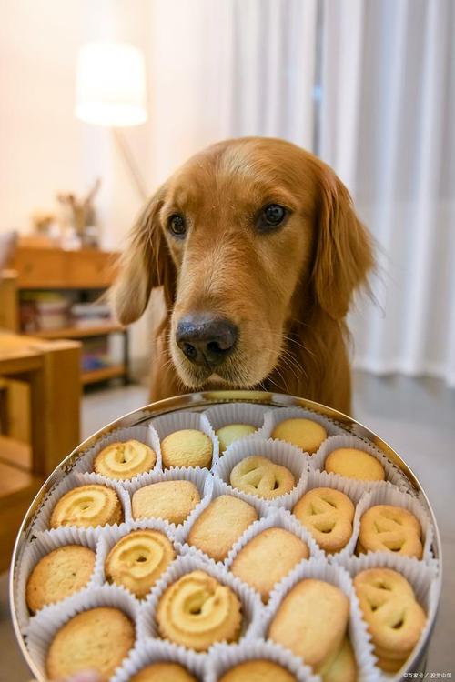 狗能吃苏打饼干吗?