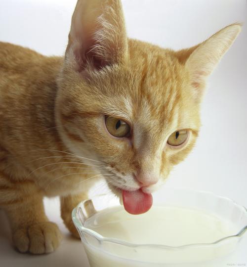 猫咪能吃蜂蜜吗