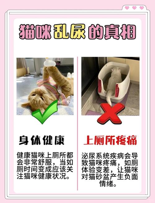 猫咪突然到处乱撒尿是为什么?如何解决呢?