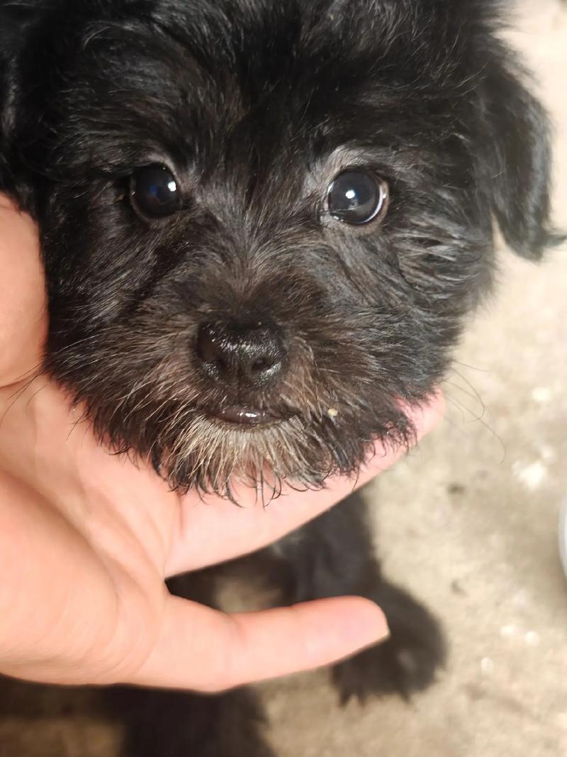 狗狗能吃黑豆吗?