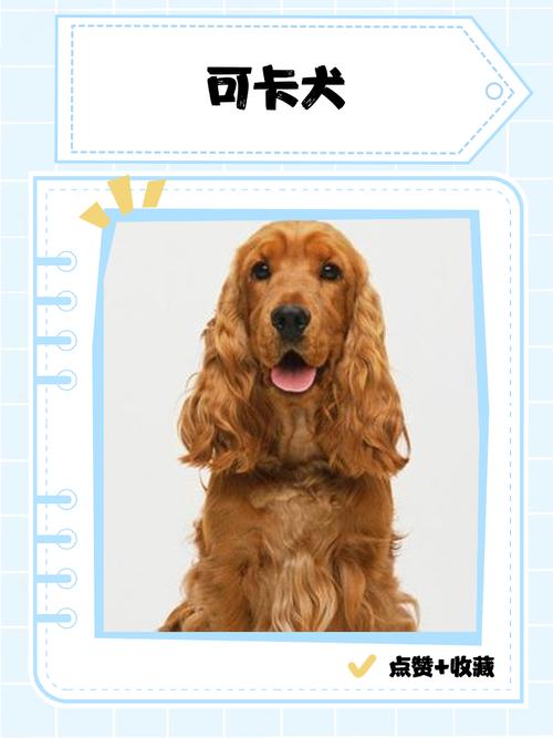 可卡犬起什么名字最招财