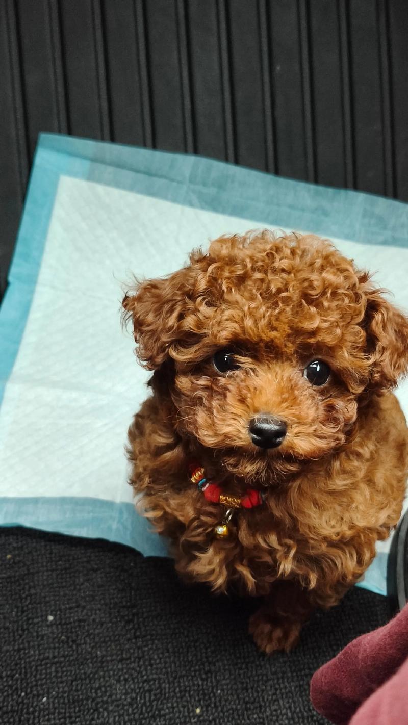 土狗6个月了耳朵还没全立,还会立吗?