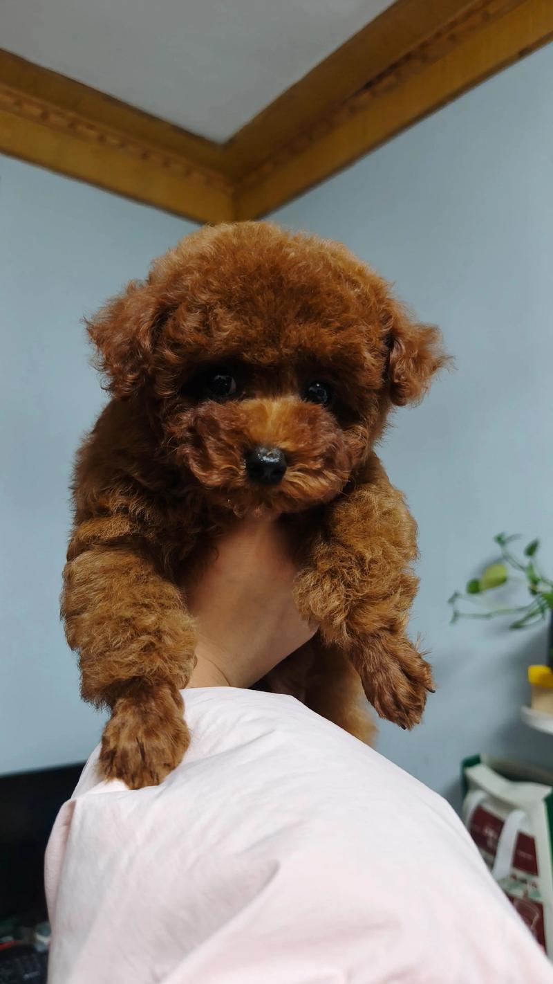 中华田园犬一般几个月立耳呢?