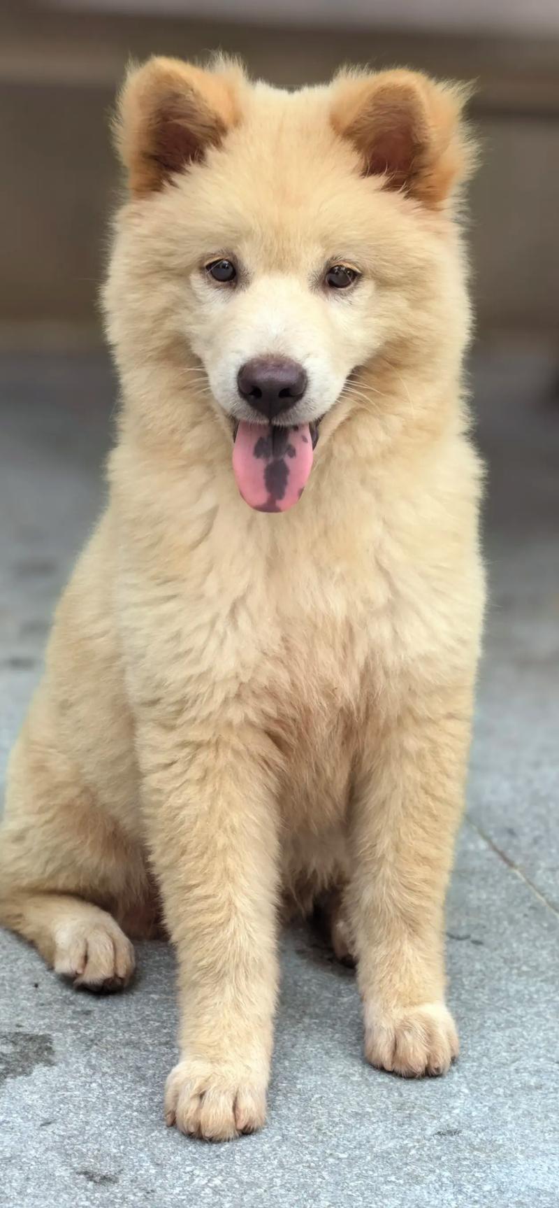 土松犬几个月立耳?