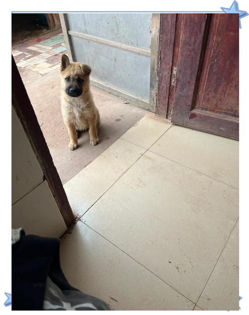 怎么判断狗狗长大后是立耳还是不立耳?